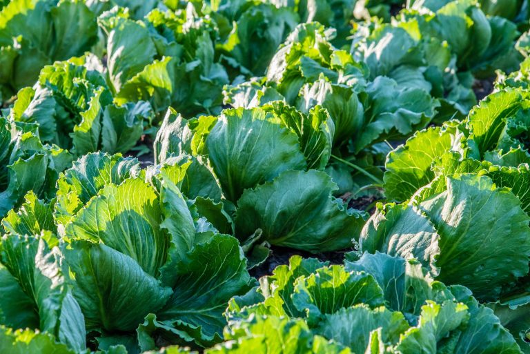 Organic Agriculture in Moldova
