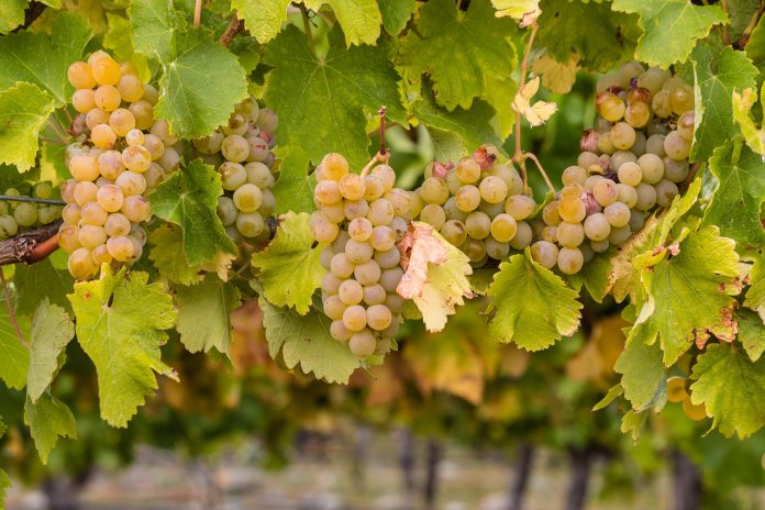 ripe chardonnay grapes in vineyard