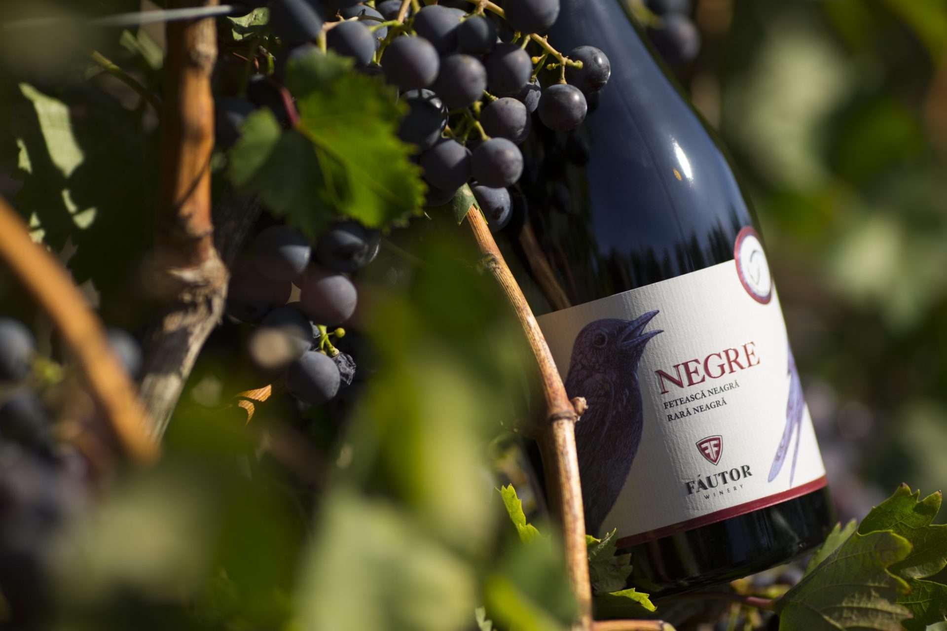 "Negre" from Fautor the best red wine in the world!