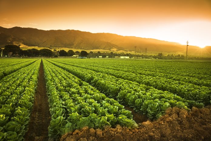 Crops grow on fertile farm land