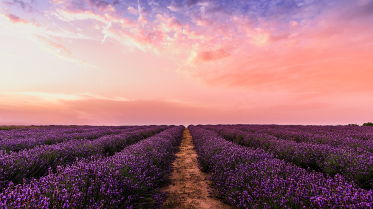 PHOTO START lavender picture season! See which fields are open for visitors