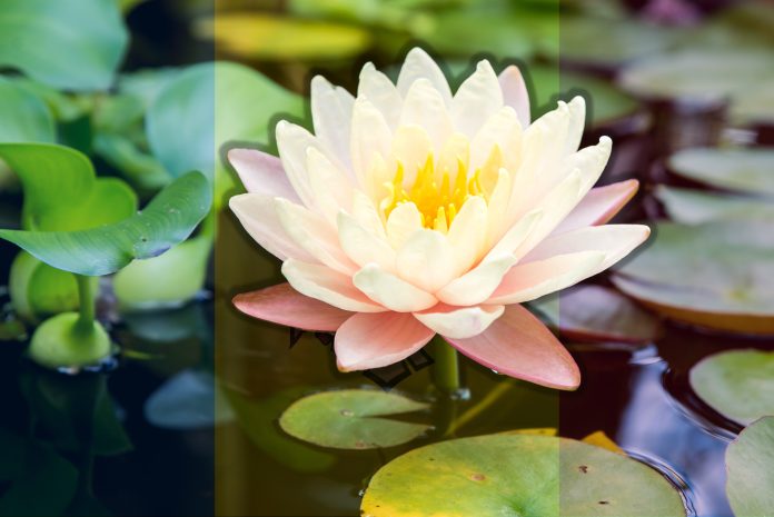 the-incomparable-waterlily-and-lotus-md