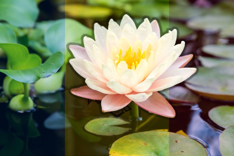 The water lily season has opened. The water lily lake of Bardar awaits its visitors!