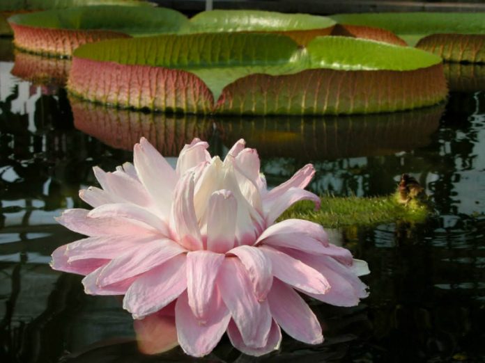Victoria-amazonica-Amazon-Water-Lily2