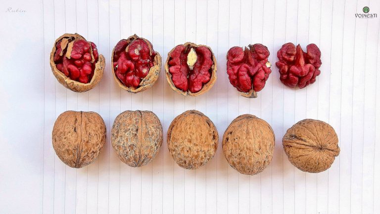 A Moldovan created a new type of nuts! It is red and it is called rubin