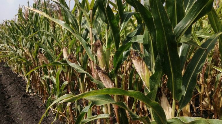 Good harvest of corn in a time of drought! It is twice the national average