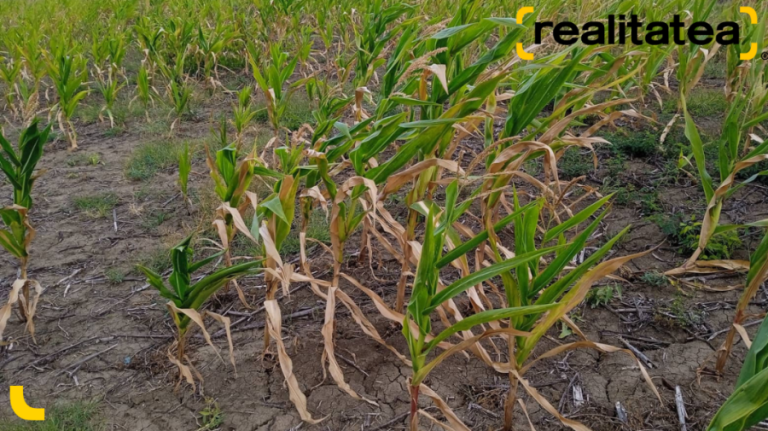 Agricultural crops in the south of the country, “swallowed” by drought