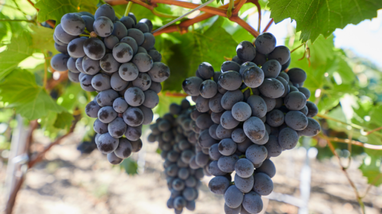 New challenges for farmers! The rain affected the table grapes