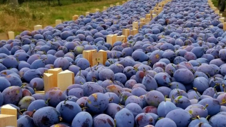 The National Plum Festival will be organized in Moldova