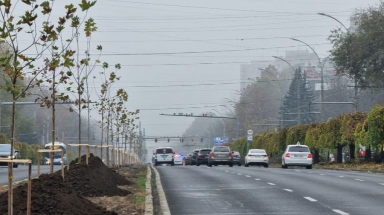 The tree planting campaign is in full swing in Chisinau!