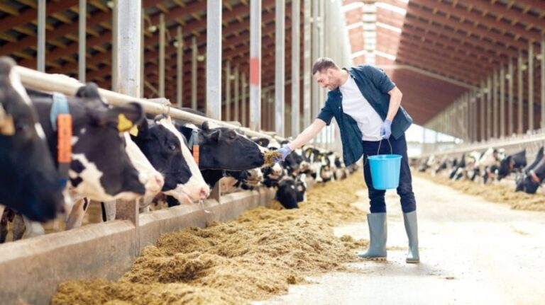 Moldova borrows 25 million dollars for the modernization of the zootechnics