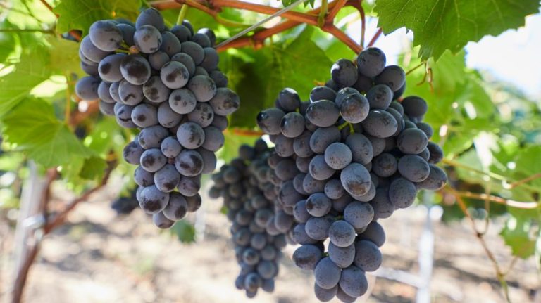 The grape business: Moldova is a leader in production, but a laggard in export
