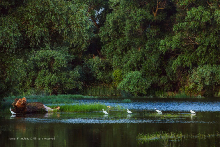 Exploring the Beauty: 15 Picturesque Photographs of Lunca Prutului de Jos and Beleu Lake by Roman Friptuleac