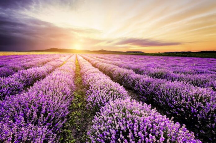 lavender_as84737109-951x630