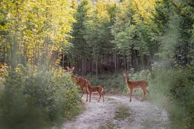Capturing the Enchanting Wildlife: Graceful Red Deer and Fawn in the Moldovan Forests