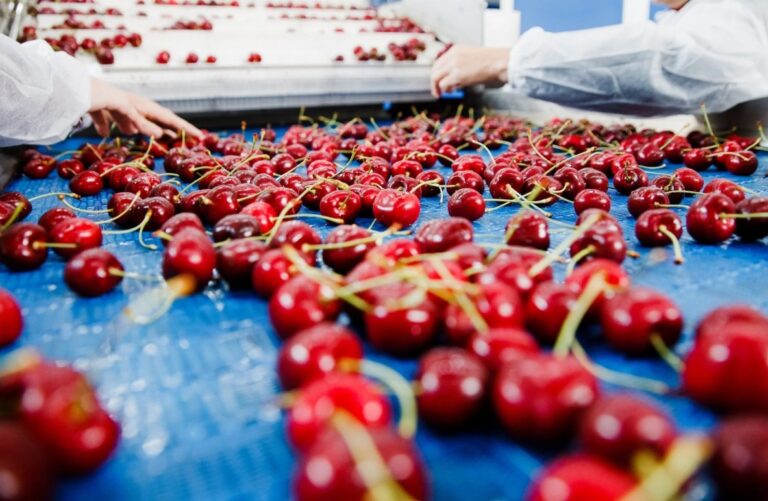 Moldovan Cherry Export Soars: The deliveries to the EU have increased 12.5 times