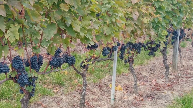 Fetească Neagră: Exploring its Fruit Bouquet and Ideal Meat Pairings