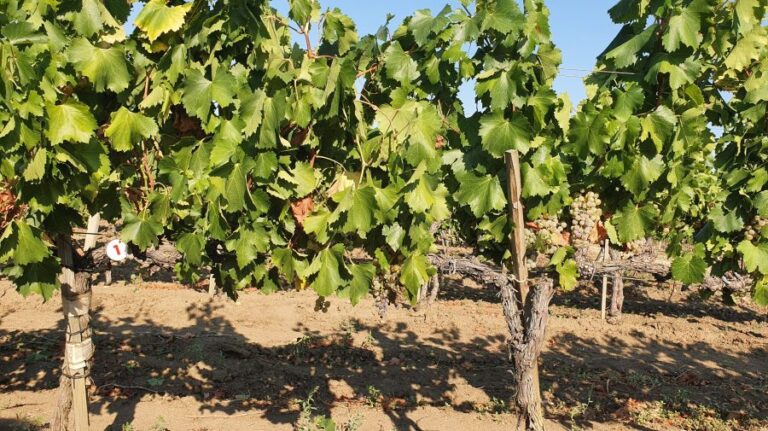 Feteasca Regală – a native variety with the highest yield per hectare – 15-20 tons of grapes