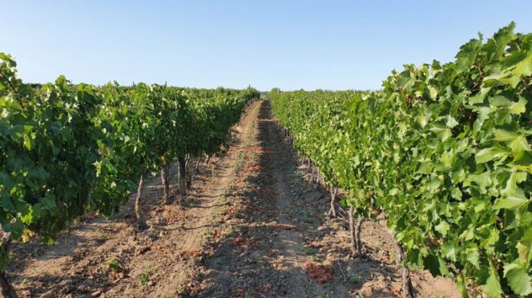 The Prolific White Fetească Grape: Dominating Moldova’s Vineyards with 750 Hectares