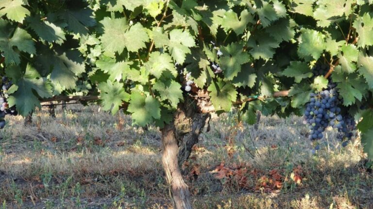 Rara Neagră: The Versatile Grape Variety with 80 Aliases and High Yields