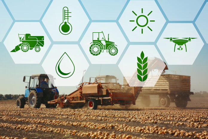 Onion harvesting with modern agricultural equipment in field