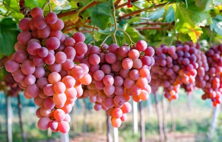 New record 2023: Moldovan grapes exported to 33 countries