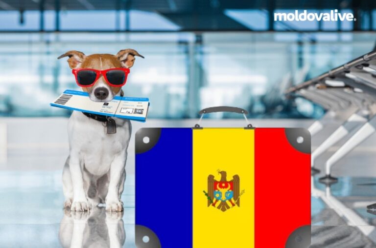 Are you planning to travel with pets? Here’s what you need to know before you hit the road