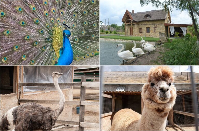 Discover a MiniZoo in Moldovan Village