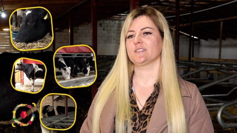 (VIDEO) Two husbands from Falesti realized their dream at home. With the help of European funding, they have their cow farm