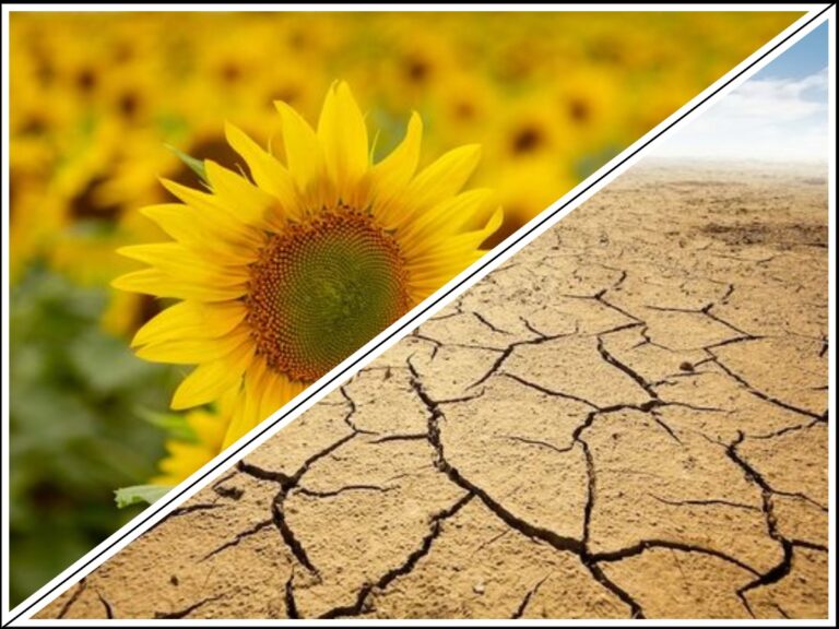 Drought has devastated Moldova: The small amount of oil from sunflower seeds will lead to a collapse in prices