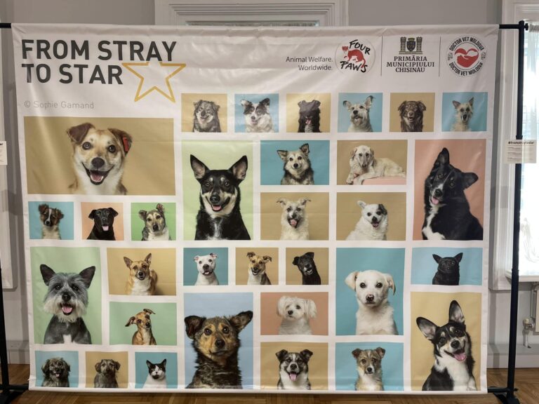 (VIDEO) “From Stray to Star”: A Heartwarming Journey of Moldova’s Rescued Dogs
