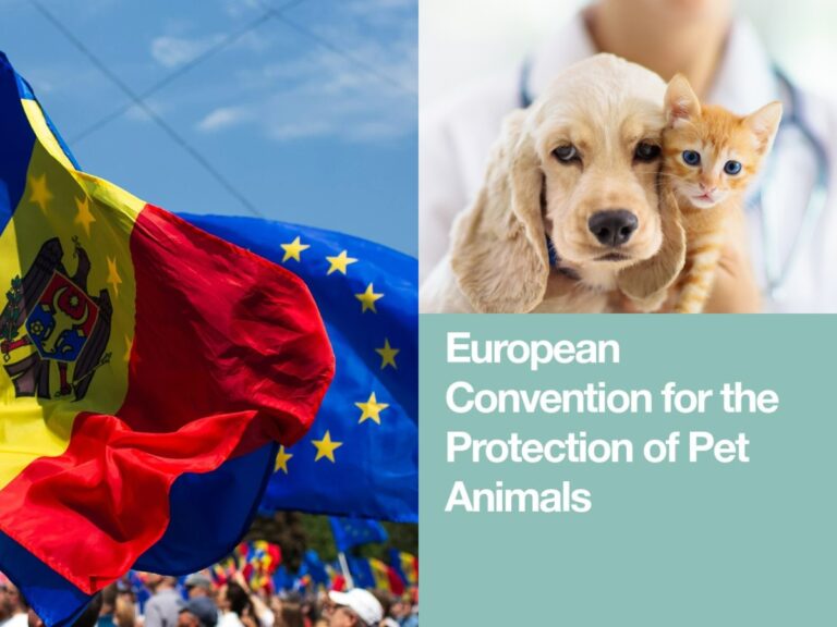 Abandoning Pet Animals Will Be Punishable by Law: Moldovan Authorities Ratify a European Convention