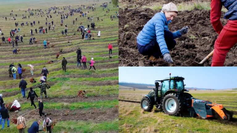 This year’s afforestation campaign, a success! Maia Sandu reveals the figures