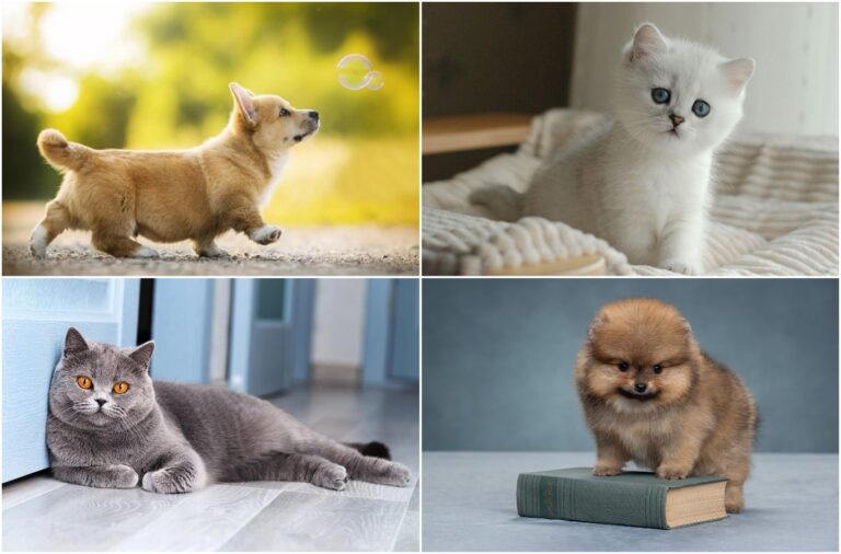 Top 5 Pet-Friendly Hotels in Moldova for a Perfect Stay With Your Furry Friend