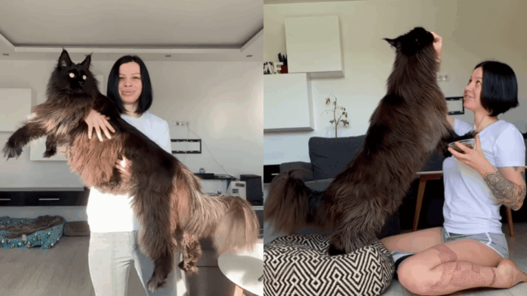 A giant cat from Moldova has become a social media star! Nearly half a million people admire him every day