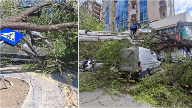 More than 300 workers responded to over 400 calls. Ceban: We will undertake a review of the tree pruning and cleaning plan