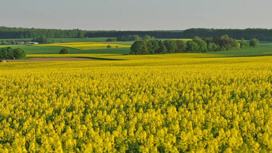 A Promising Rapeseed Season: Seed Imports Have Increased by Over 40% in Moldova