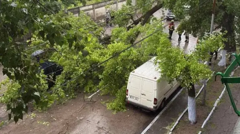 A tree fell on a street in Chisinau. How many cars were damaged?