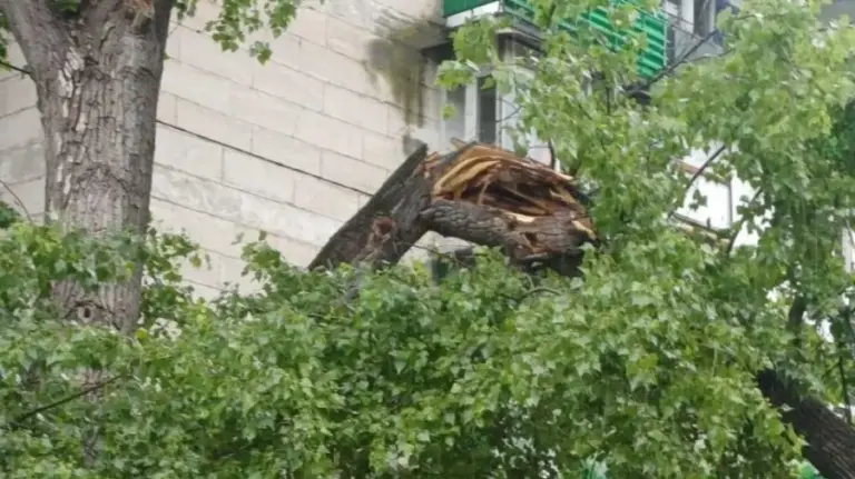 (PHOTO) Chisinau Hit by Rain: Several Trees Have Been Toppled in Various Parts of the City