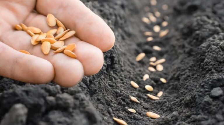 Russia Restricts Imports of Moldovan Seeds and Planting Material Over Laboratory Certification